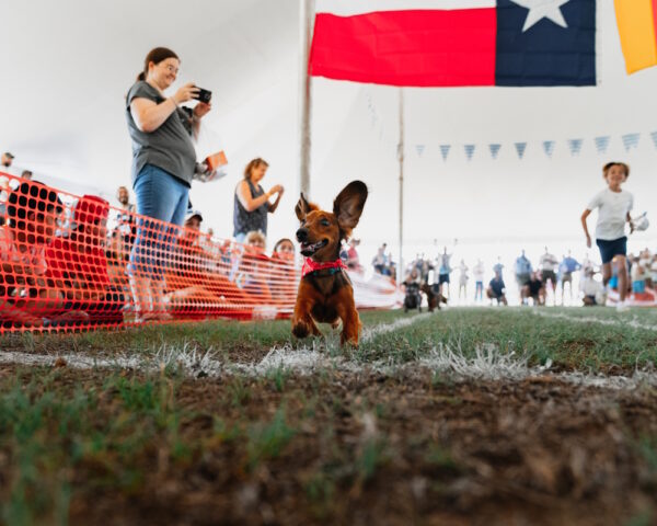 Dachshund Race Entry
